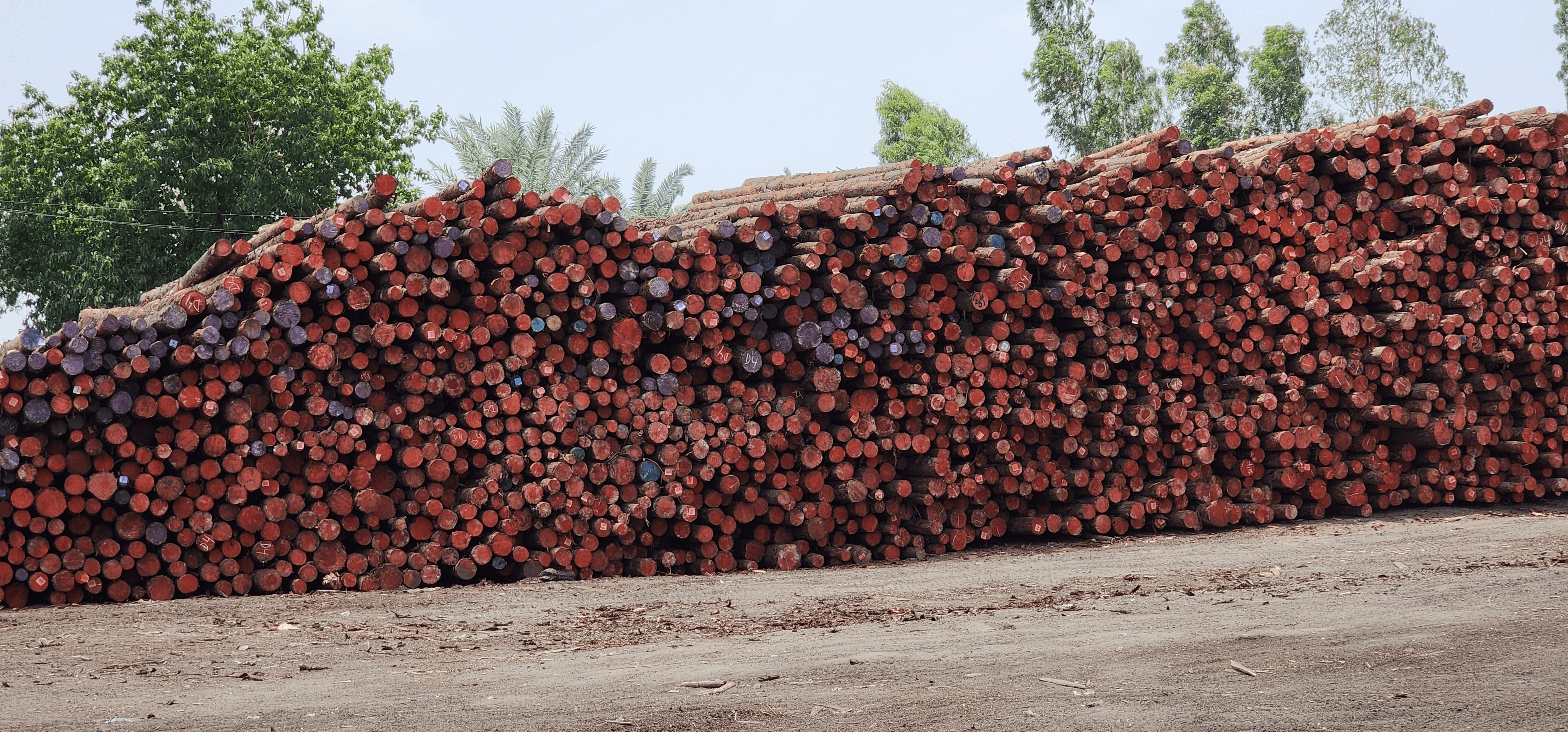 Australian Pine Logs